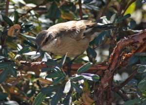 Bar-winged Cinclodes