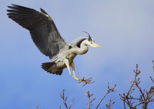 Grey Heron