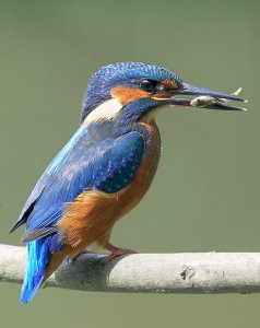 Kingfisher