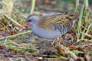 Water rail