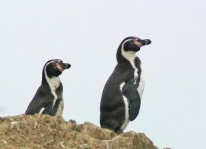 Humboldt Penguin