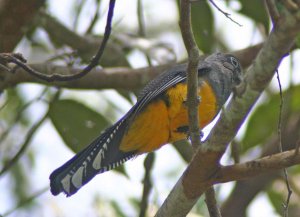 White-tailed Trogon