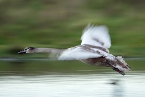 Mute swan sygnet