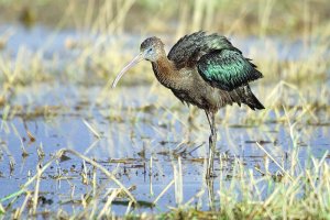 Glossy ibis