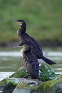 Cormorant