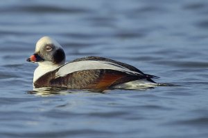 Long tailed duck