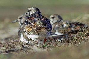 Turnstone