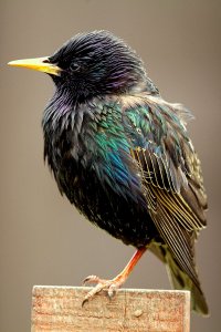 Starling