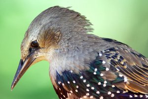 Starling