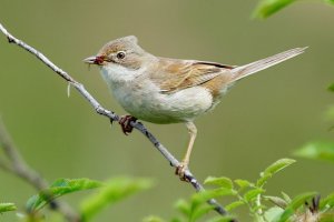 Whitethroat