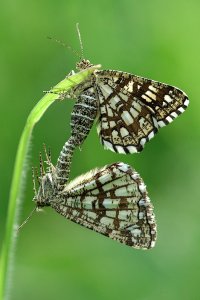 Latticed Heath Moth