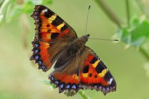 Small Tortoiseshell