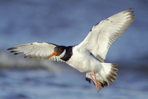 Oystercatcher