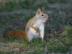 American Red Squirrel