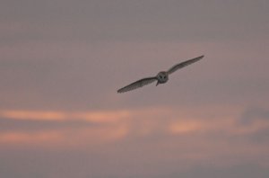 Barn Owl at sunset
