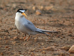 Least Tern