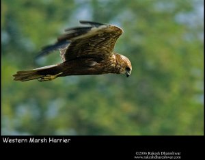 Western Marsh Harrier