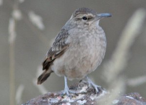 Thick-billed Miner