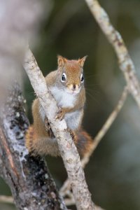 Forest buddy