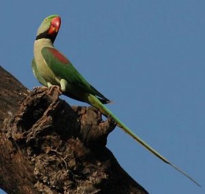 Alexandrine Parakeet