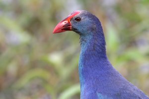 Purple Swamphen