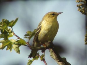 Blackpoll Warbler