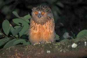 Young Buffy Fish Owl