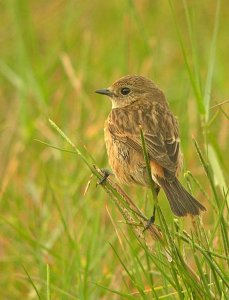 Female Siberian Stonechat