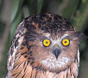 Young Buffy Fish Owl (close up)