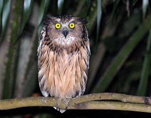 Young Buffy Fish Owl