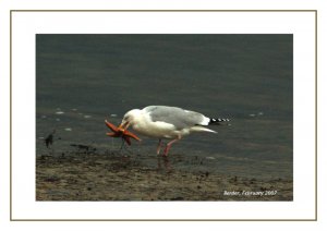 Gull and starfish