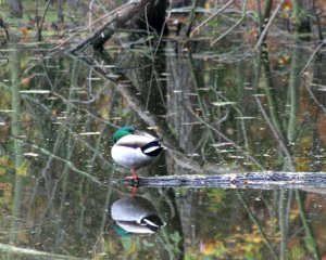 Mallard resting