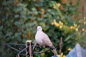 Collared Dove