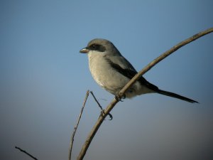 shrike