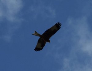 Red Kite