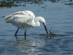 Egret catching fish