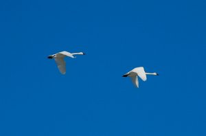 Tundra Swans