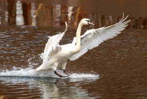 Mute Swan Landing