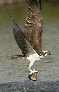 Osprey pick up an delivery