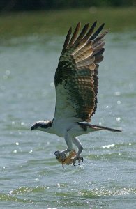 Osprey fishing