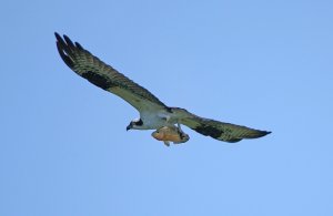 Osprey with fish