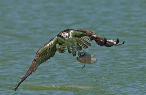 Osprey gets happy meal