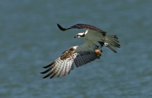 Osprey with catch