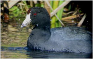 american coot