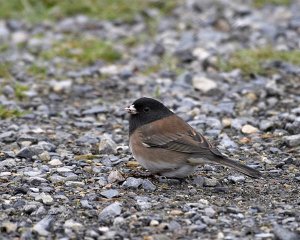 Dark-eyed 'Oregon' Junco