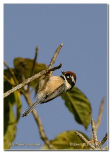 Black-throated Tit