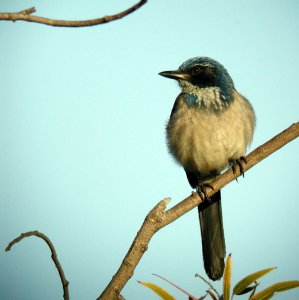 western scrub jay