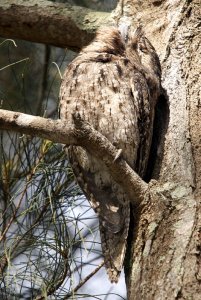 Tawny Frogmouth