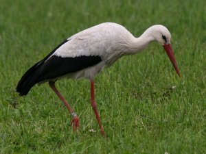 Stork