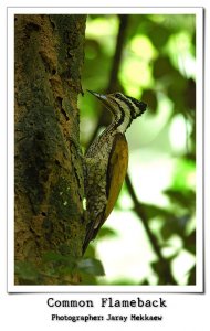 Common Flameback (Female)